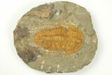 Cambrian Trilobite (Hamatolenus) - Tinjdad, Morocco #209133-1